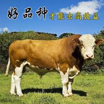 （厂家直销)活体西门塔尔牛犊小牛犊大型种牛养殖技术包技术