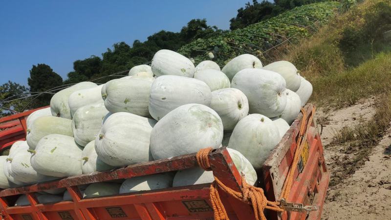 大棚吊瓜，米冬瓜。自己家的几十亩，非代办。大到30斤
