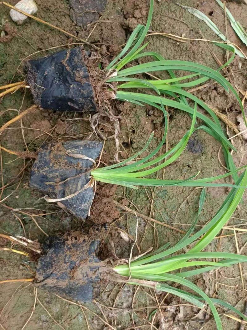 金娃娃萱草，大量有货，基地直发，一手货源