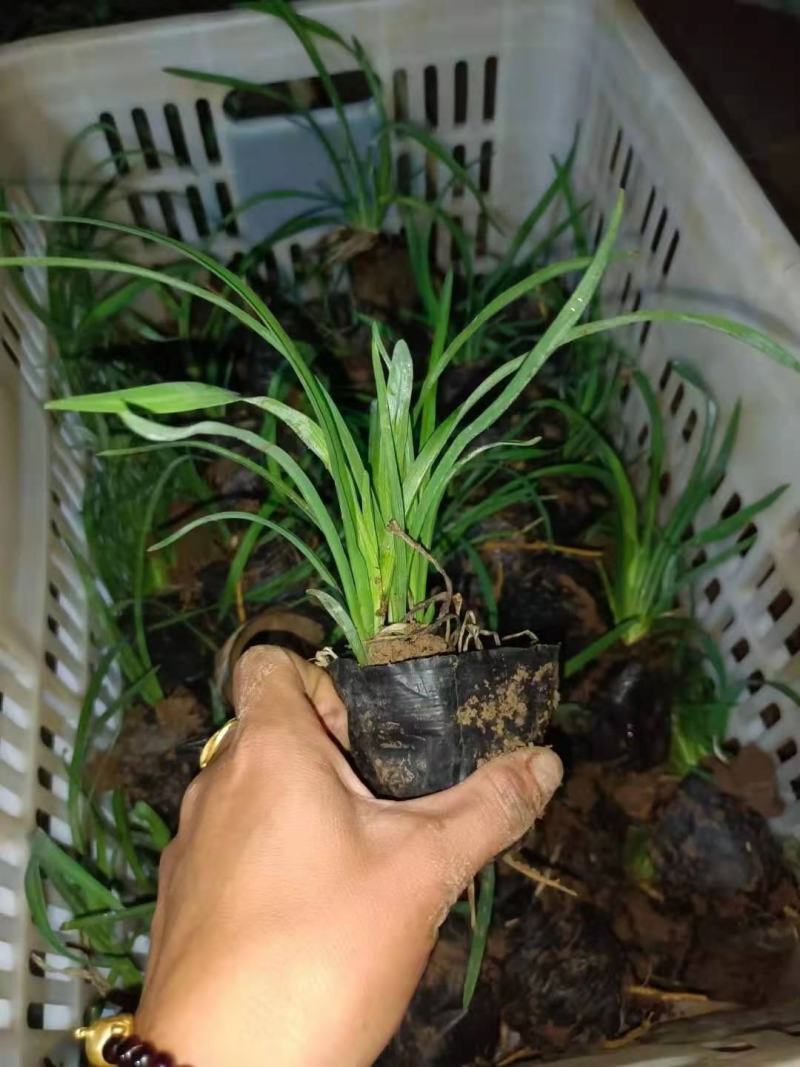 金娃娃萱草，大量有货，基地直发，一手货源