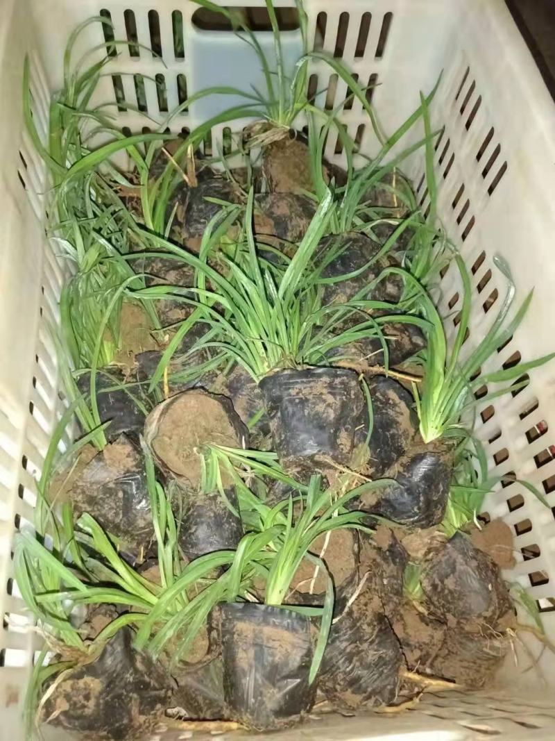 金娃娃萱草，大量有货，基地直发，一手货源