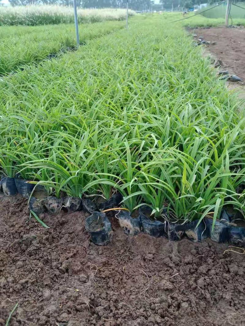 大花萱草，一手货源，基地直发，山东种植基地