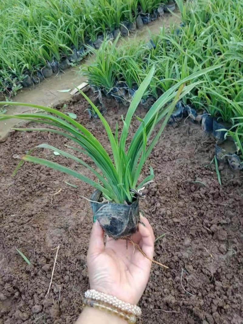 大花萱草，一手货源，基地直发，山东种植基地