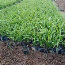 大花萱草，一手货源，量大从优，苗圃里直接发货