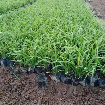 大花萱草，一手货源，量大从优，苗圃里直接发货