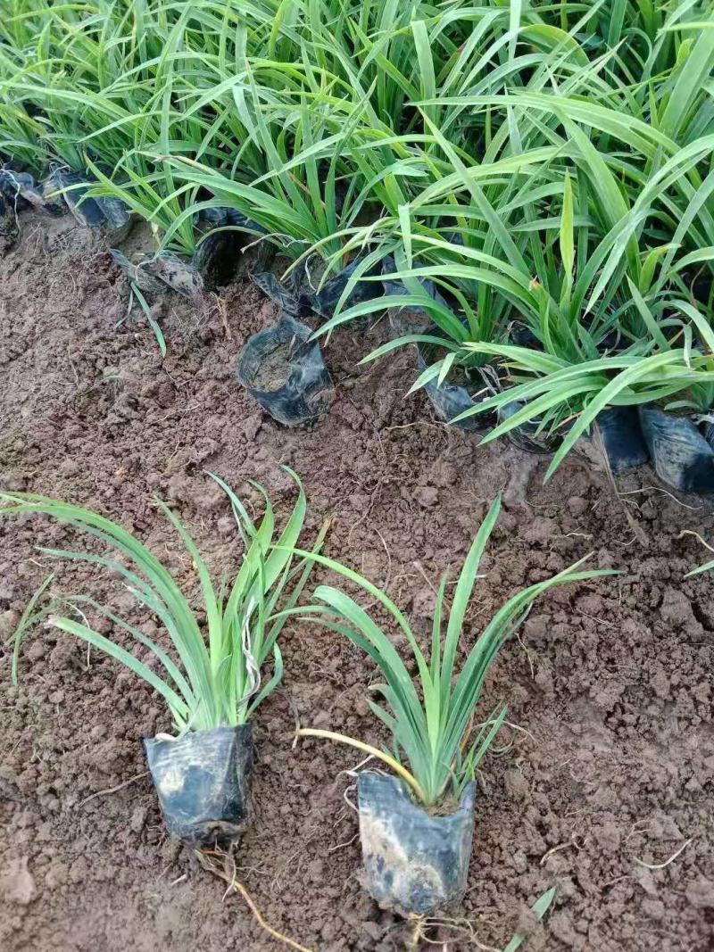 大花萱草，一手货源，量大从优，苗圃里直接发货