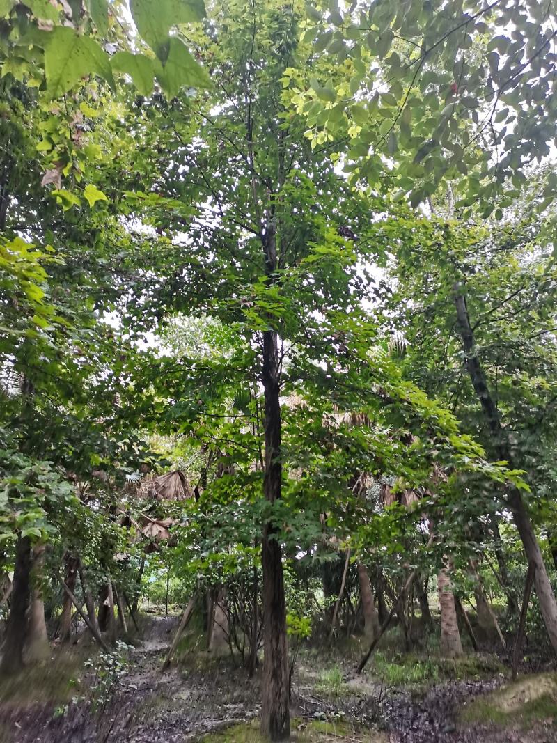 枫香16-22基地直供园子货成都本地货源