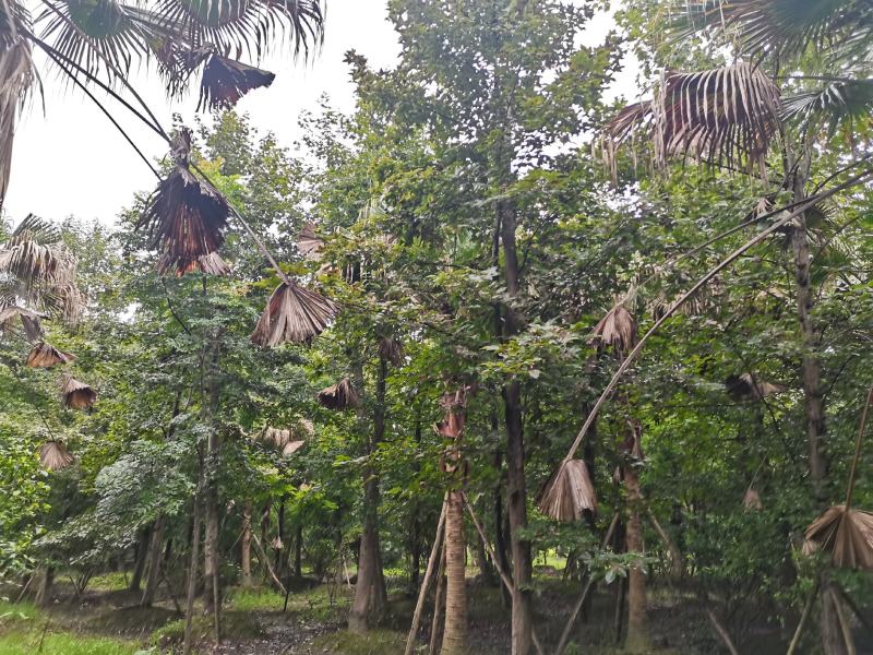 枫香16-22基地直供园子货成都本地货源