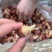 龙虾尾