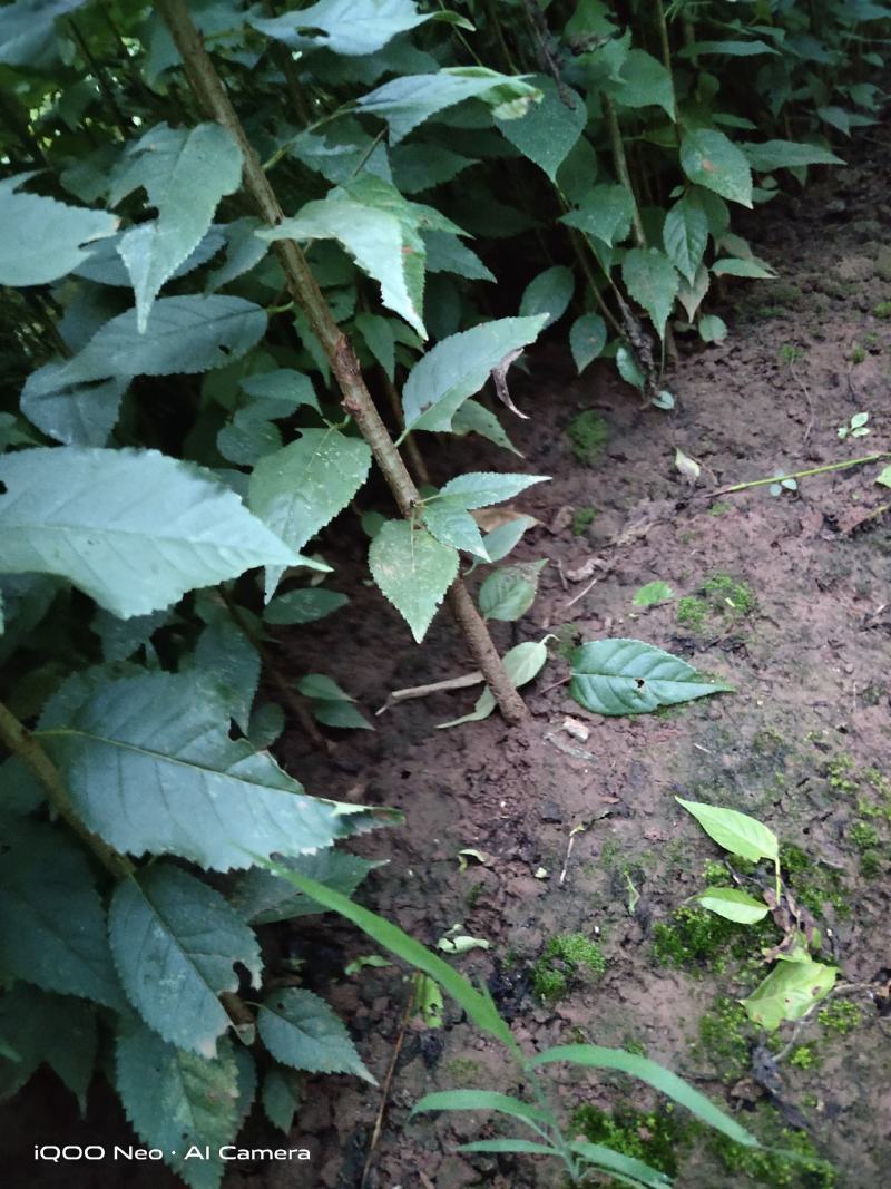 精选樱桃苗毛樱桃山樱桃四川樱桃苗自家苗圃种植品质保证