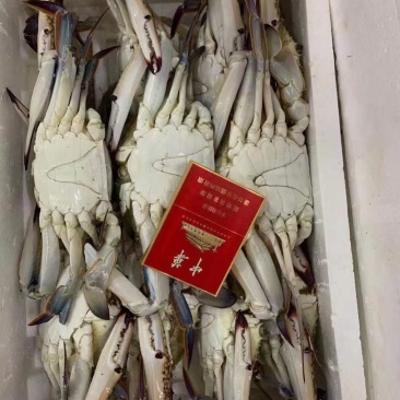 精品梭子蟹