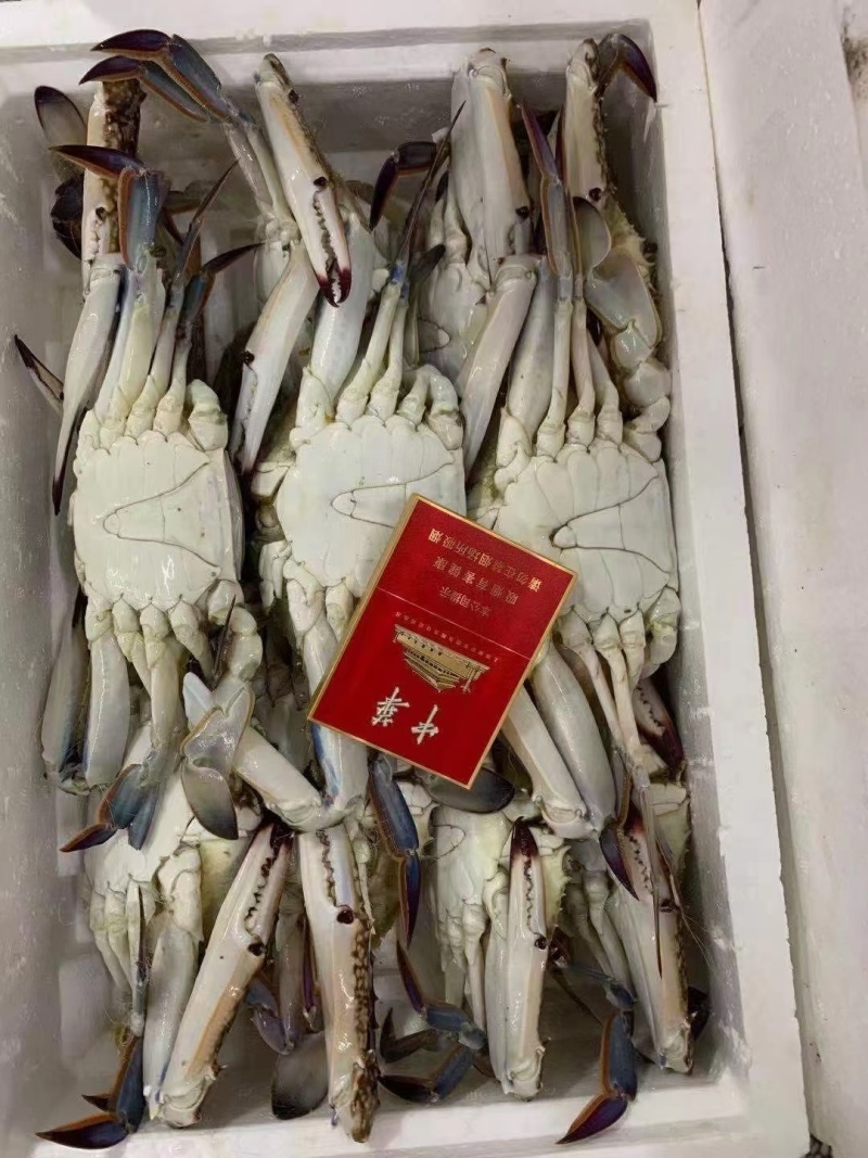 精品梭子蟹