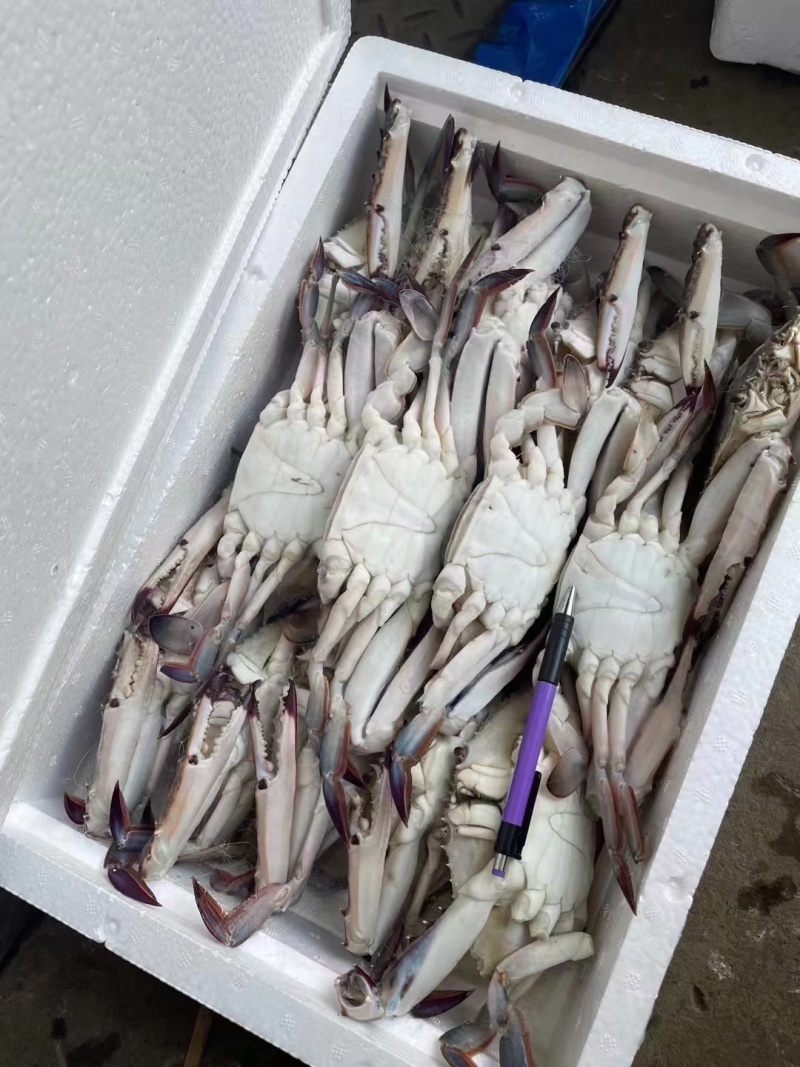 精品梭子蟹
