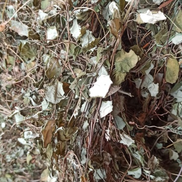 金钱草