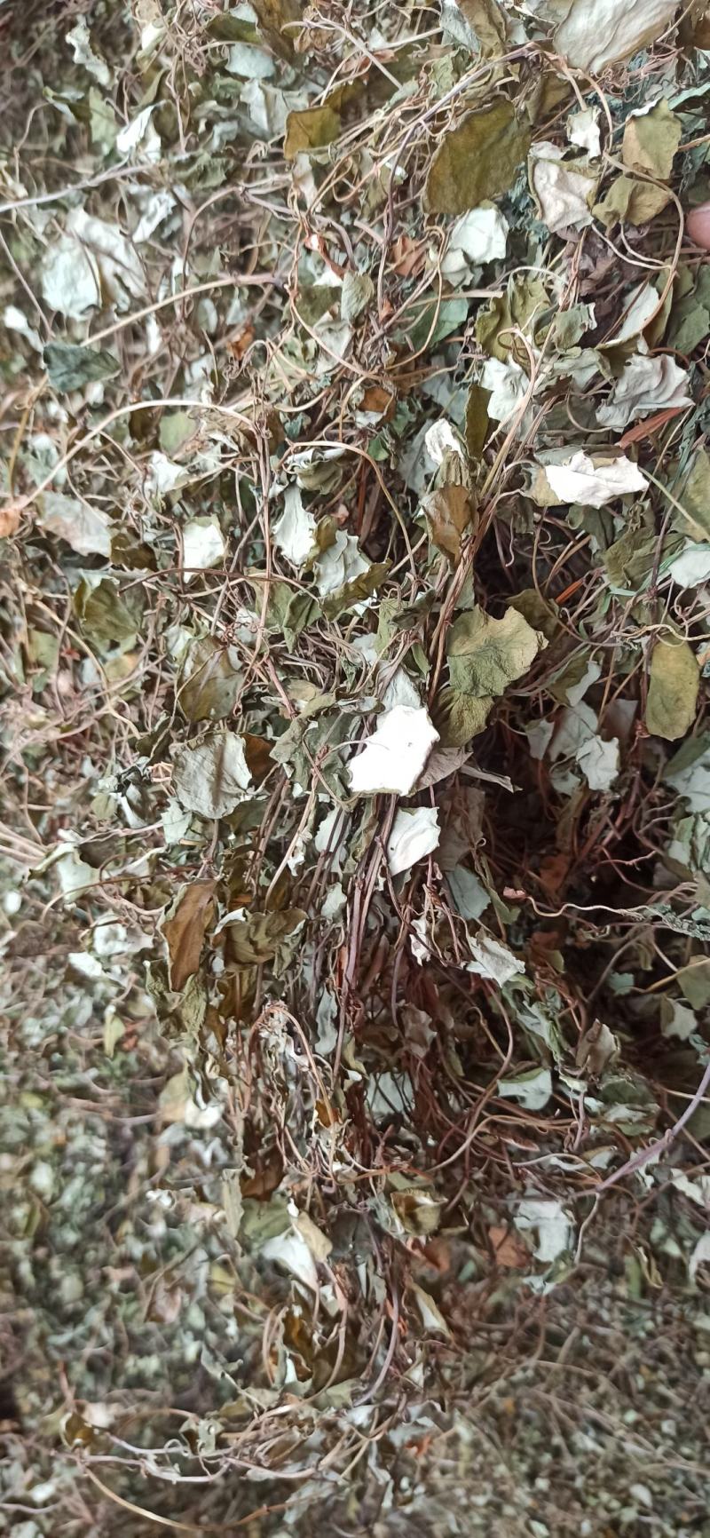 金钱草