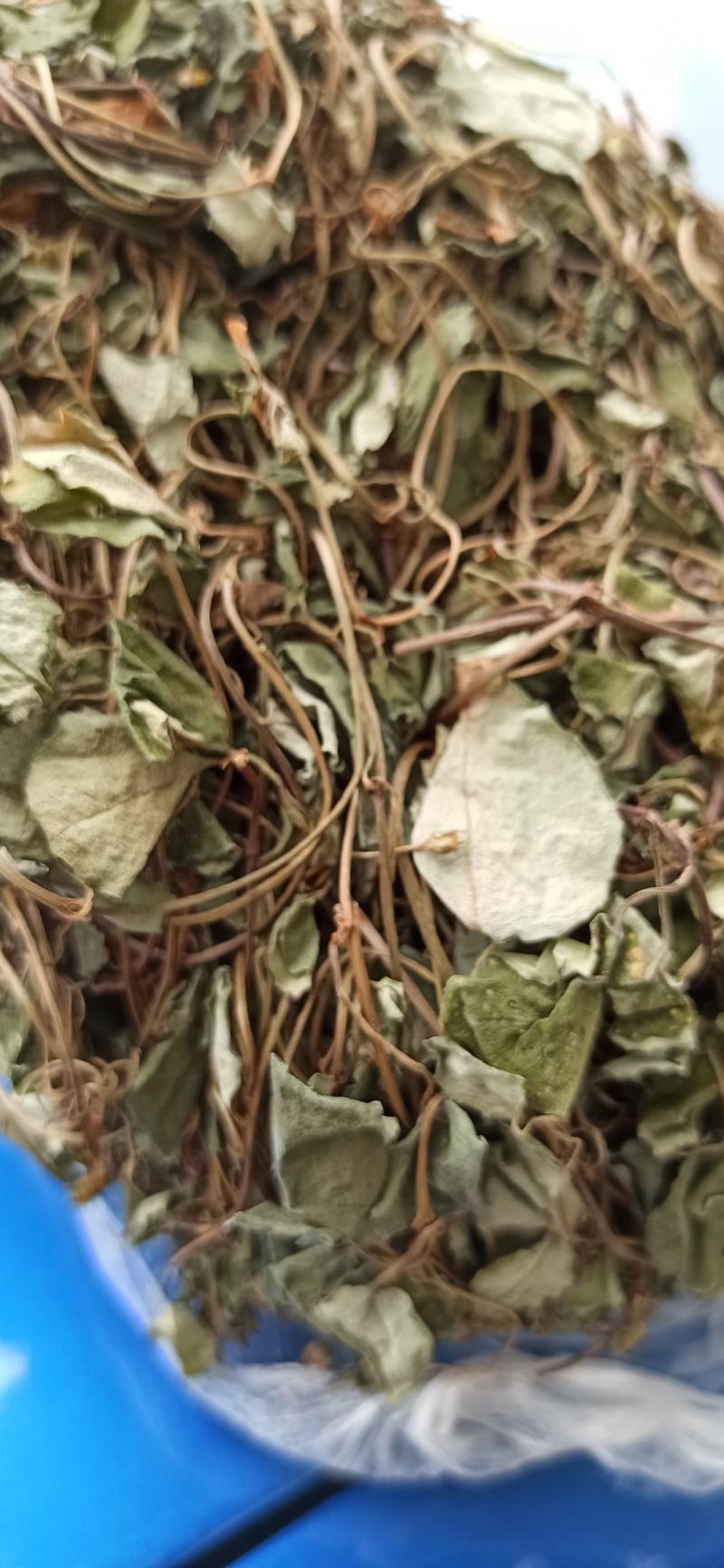 金钱草