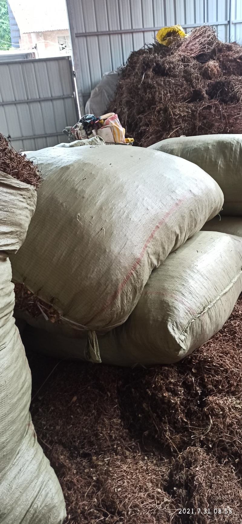 金钱草