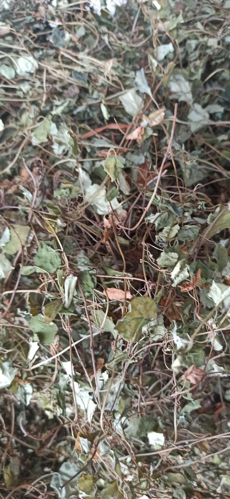 金钱草
