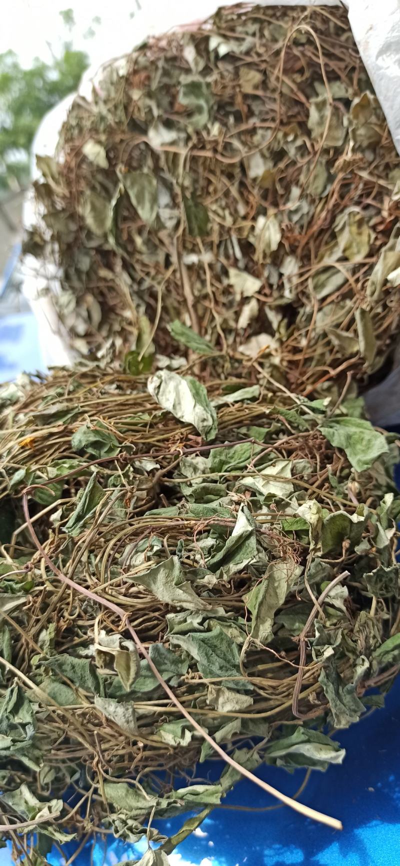 金钱草