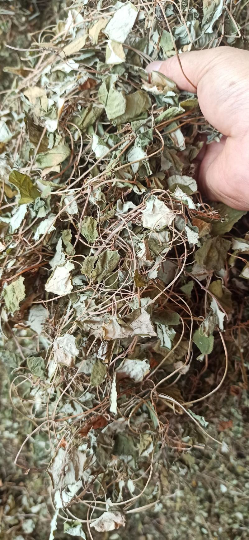 金钱草