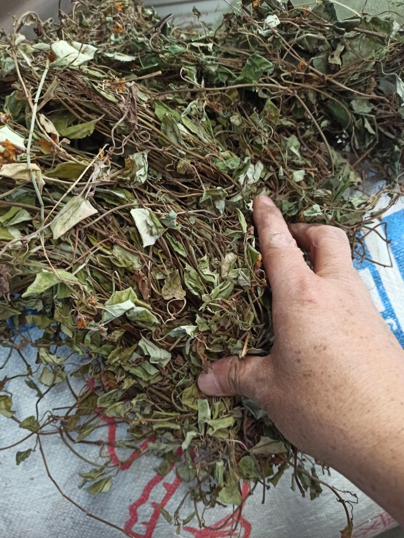 金钱草