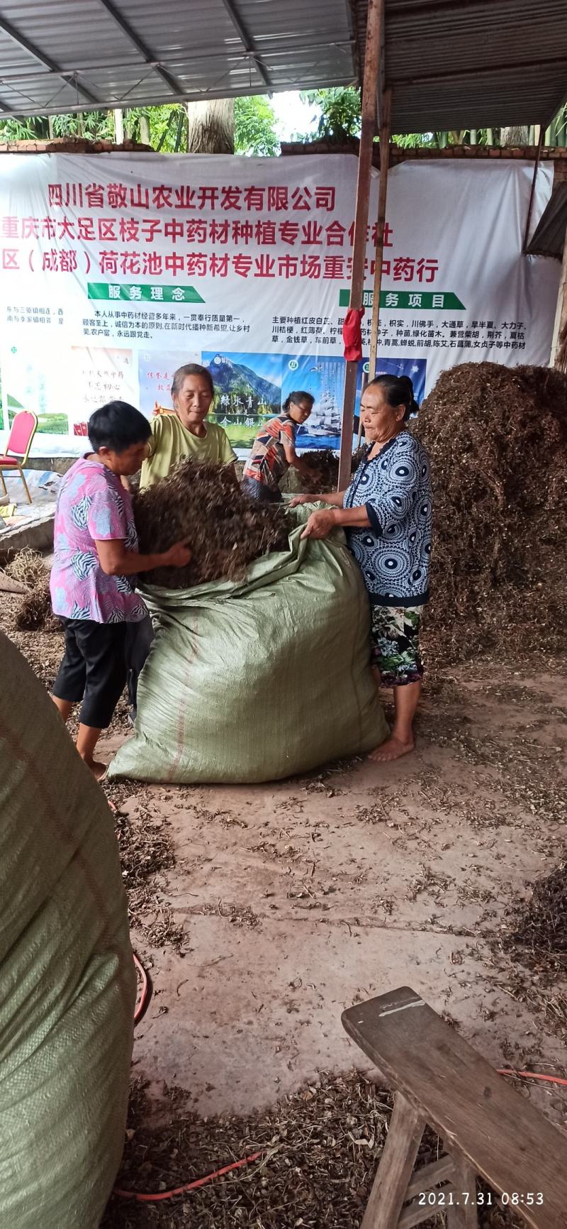 金钱草