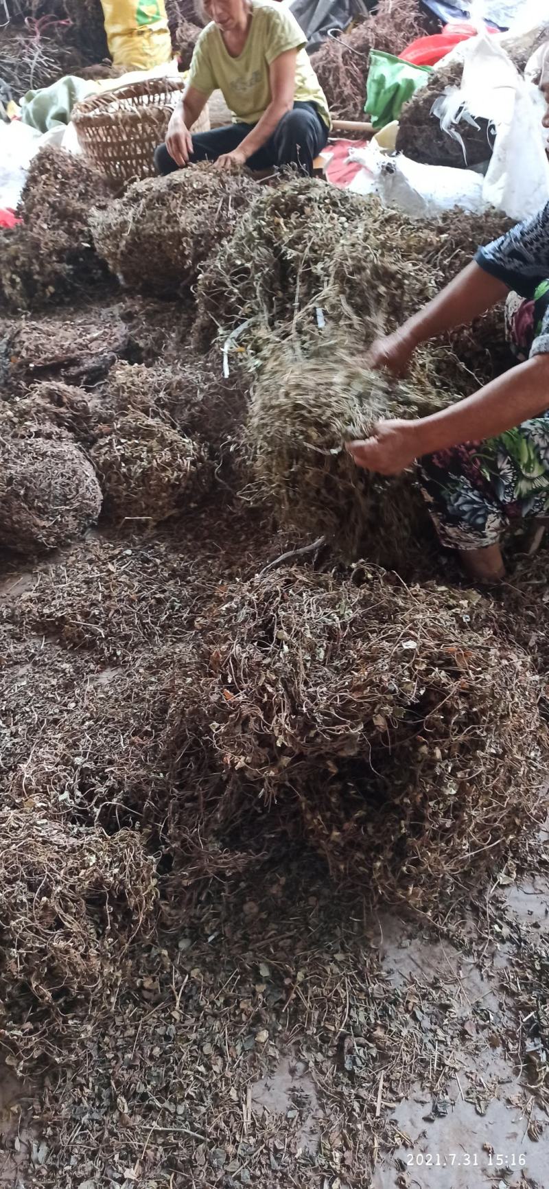 金钱草