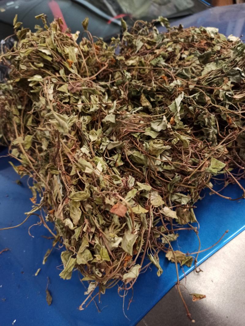 金钱草