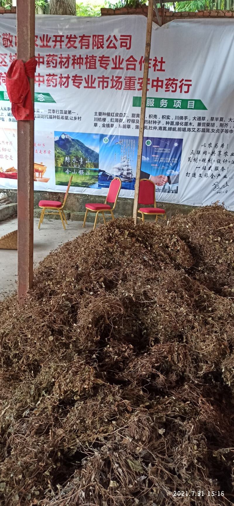 金钱草