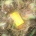 洋葱大量上市需要的老板前来采购量大从优价格低廉