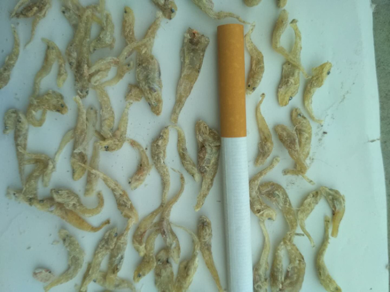 小黄鱼
