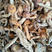 空心菌农家野蘑菇小油菇干货菇子野生干菌子野菌子包邮