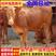 活牛出售鲁西黄牛西门塔尔牛活苗3-6个月肉牛犊活体