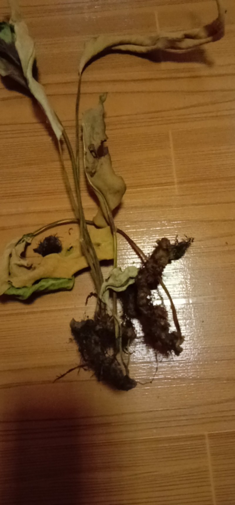 新采小石韦，大石韦无杂质带根全草，下单即可发货，支持线上