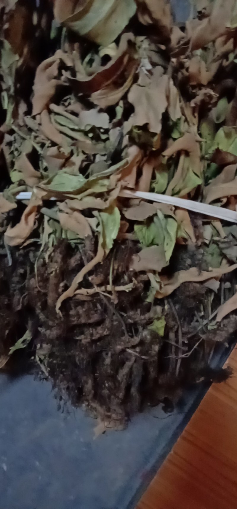 新采小石韦，大石韦无杂质带根全草，下单即可发货，支持线上