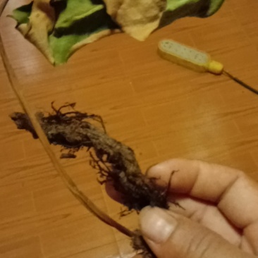 新采小石韦，大石韦无杂质带根全草，下单即可发货，支持线上