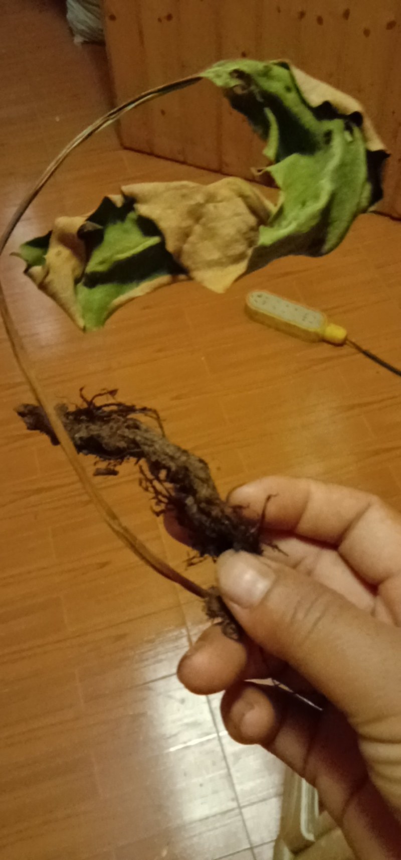 新采小石韦，大石韦无杂质带根全草，下单即可发货，支持线上