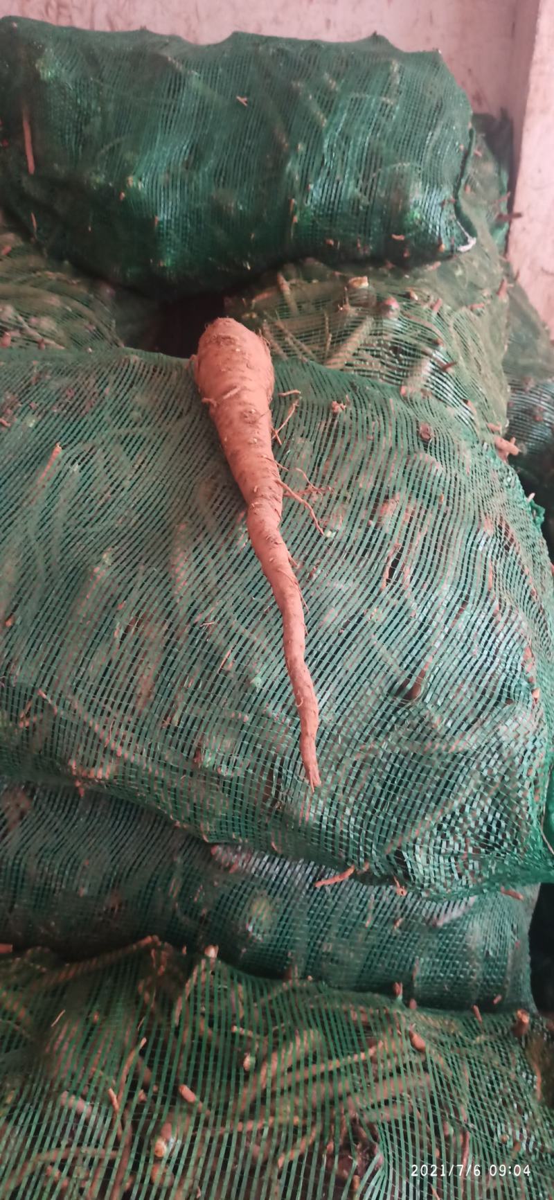 白芷