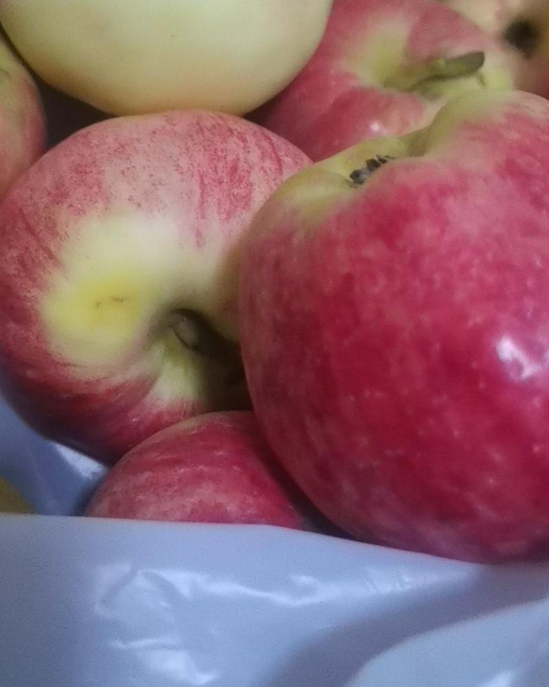 青龙满族自治县早熟莫里斯苹果，以大量上市。