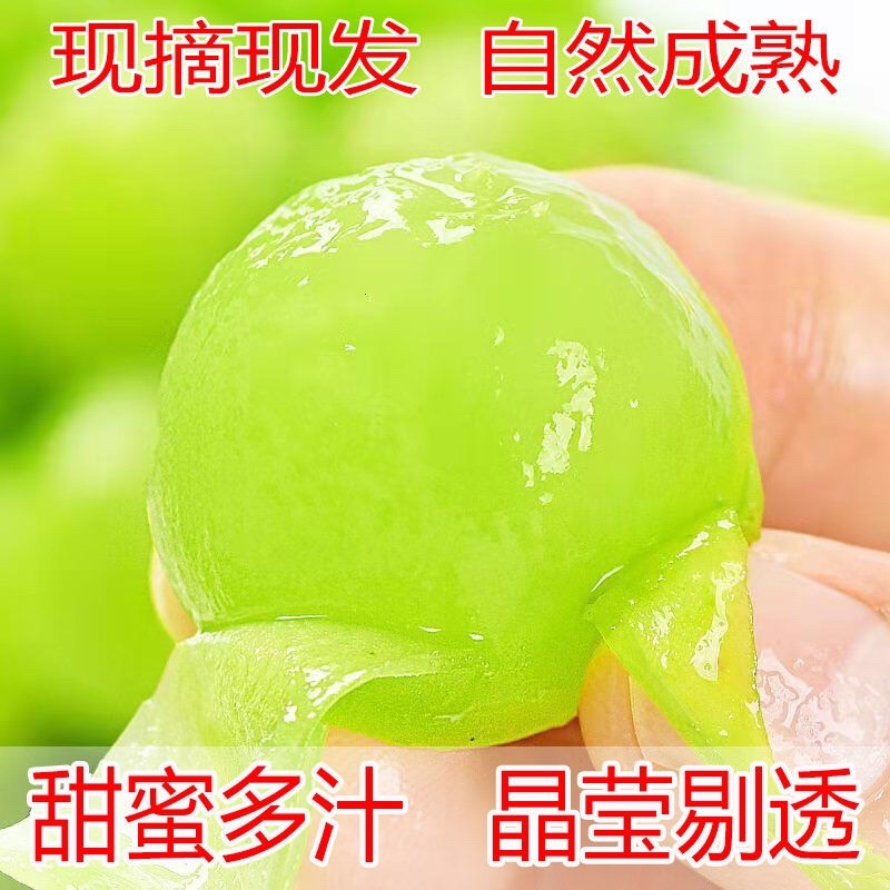 阳光玫瑰颗粒盒装6g以上