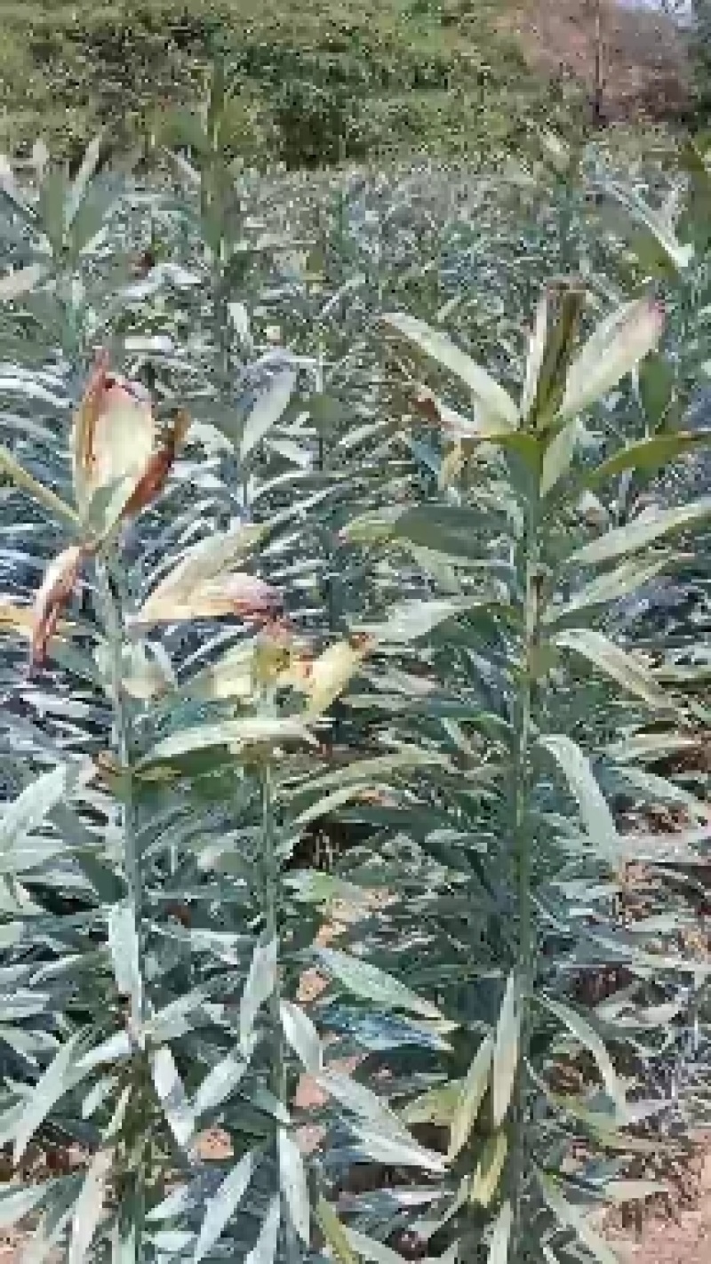 龙芽百合新鲜出世了，个大，颜色白，肉质鲜嫩，酒席上的珍品