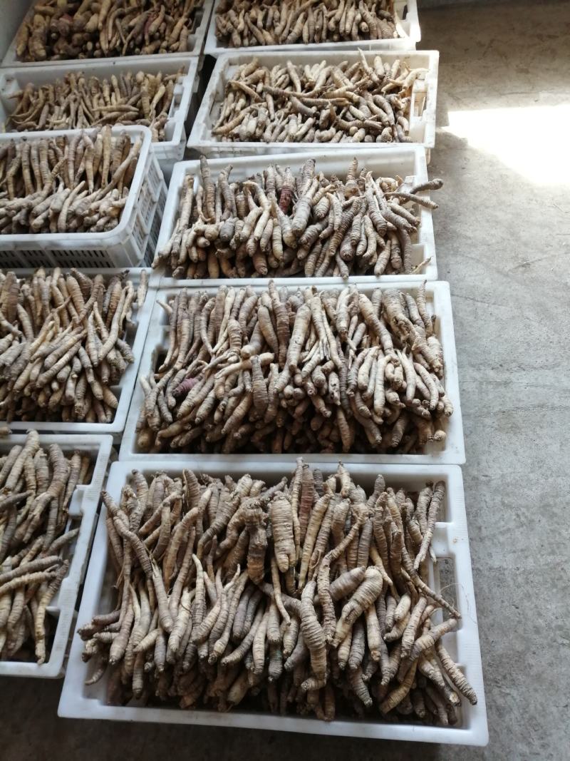 加工收购山胡罗卜(山地瓜)统货，尾货，扒皮料。