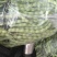 攀枝花优质蔬菜大青豆