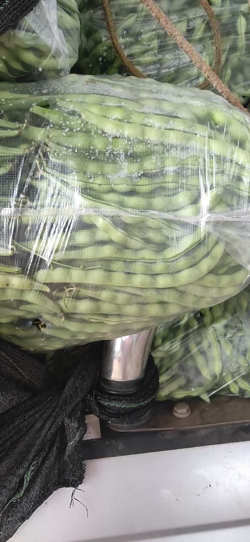 攀枝花优质蔬菜大青豆