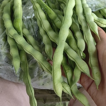 攀枝花优质蔬菜大青豆