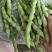 攀枝花优质蔬菜大青豆