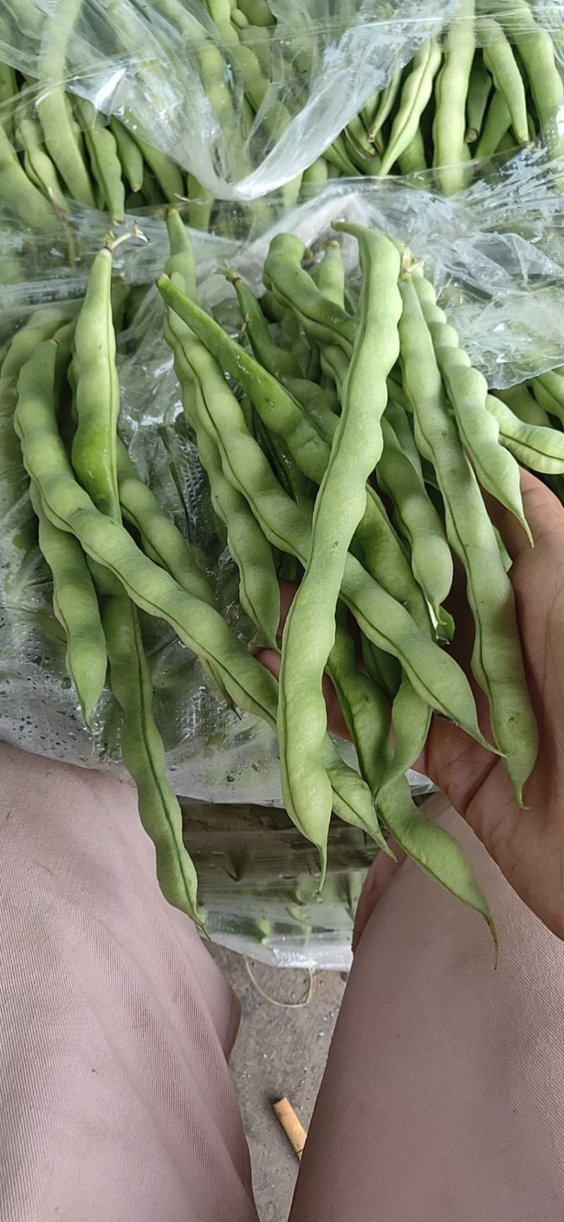 攀枝花优质蔬菜大青豆