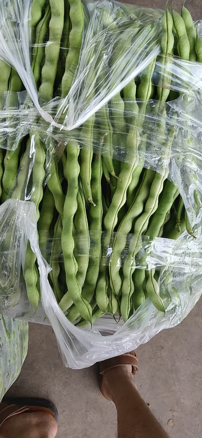 攀枝花优质蔬菜大青豆