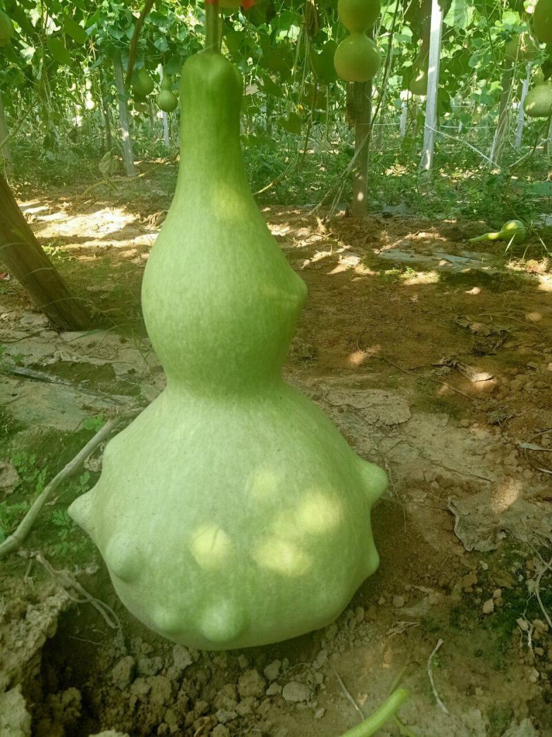 葫芦