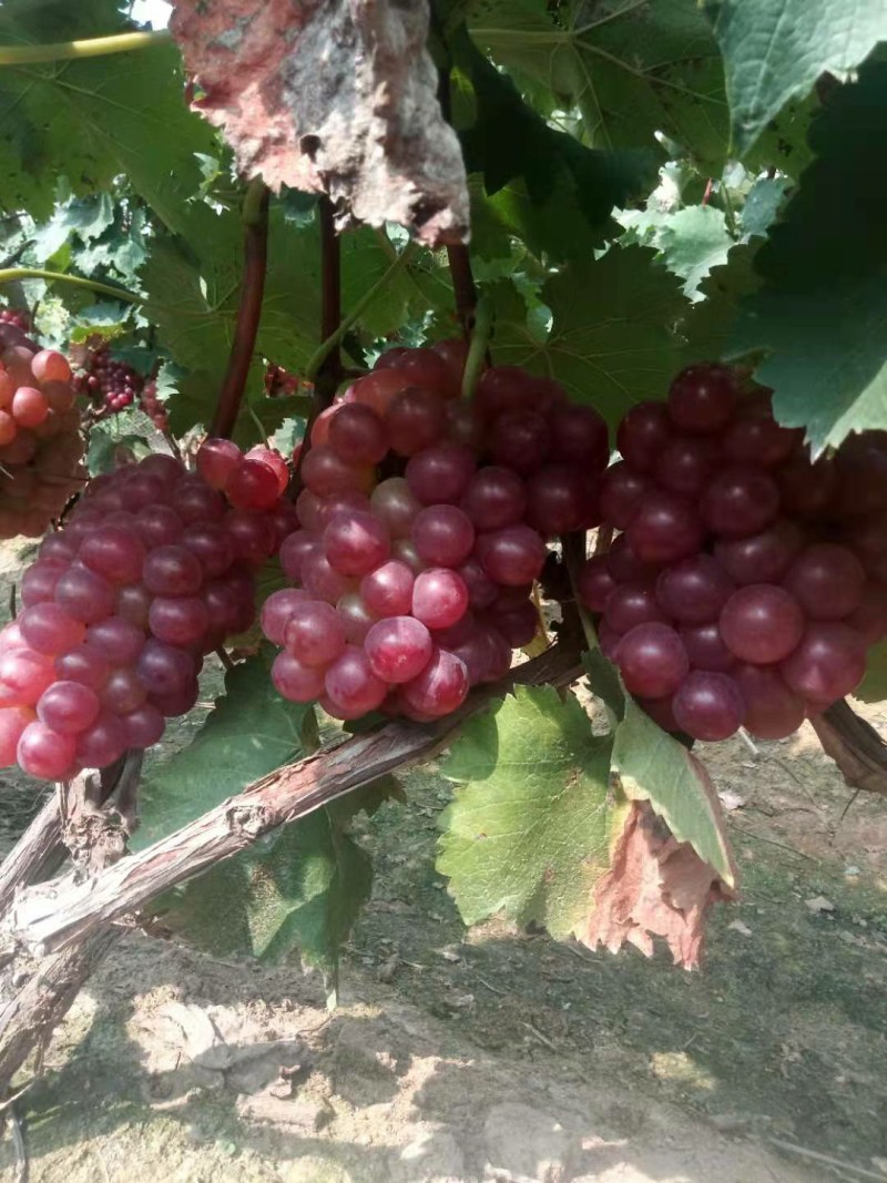 巨峰葡萄